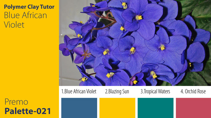 Blue African Violet Palette c-021 Premo