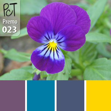 Johnny Jump-Up Viola Palette c-023 Premo