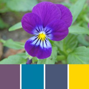 Johnny Jump-Up Viola Palette c-023 Premo