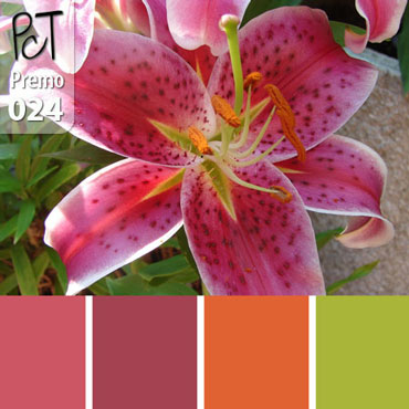 Stargazer Lily Palette c-024 Premo