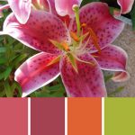 Stargazer Lily Palette c-024 Premo