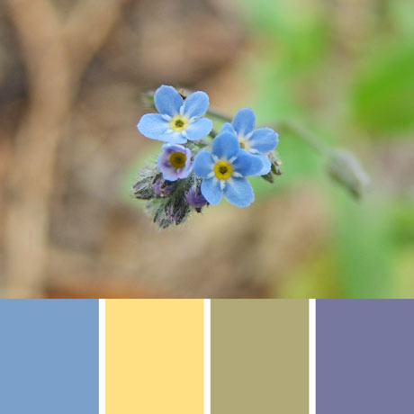 c-025 Forget-Me-Not Palette Premo