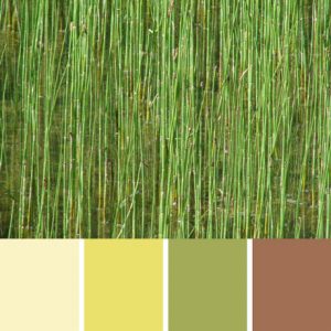 Marsh Reeds Palette c-026 Premo