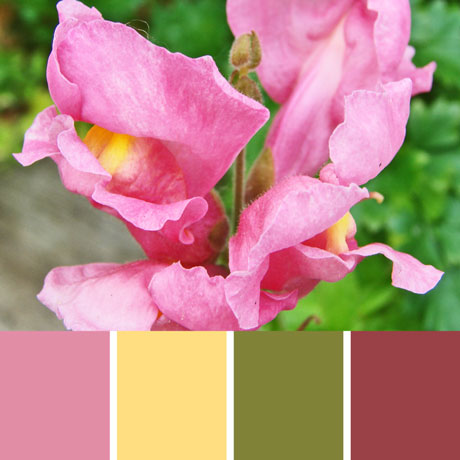 Snapdragon Flower Palette c-027 Premo