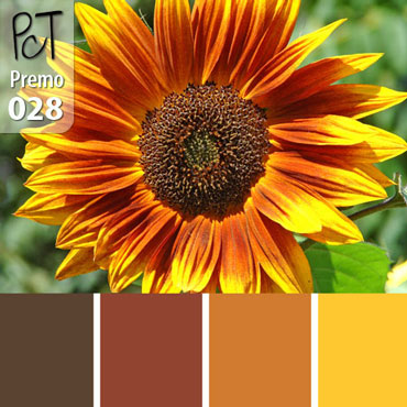 Autumn Sunflower Palette c-028 Premo