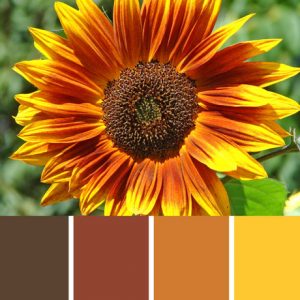 Autumn Sunflower Palette c-028 Premo
