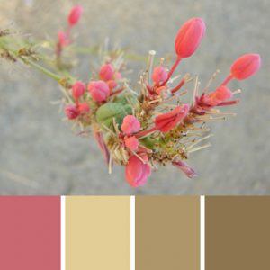 Vegas Wildflower Palette c-031 Premo