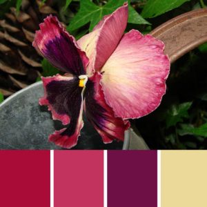 Blushing Pansy Palette c-033 Premo