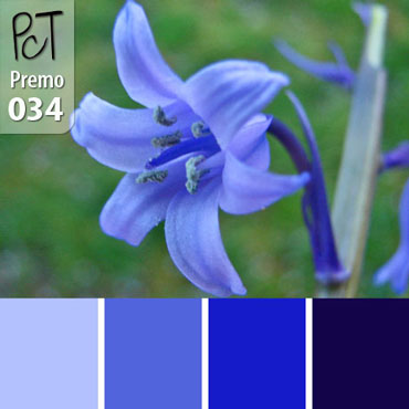 Bluebell Palette c-034 Premo