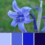 Bluebell Palette c-034 Premo