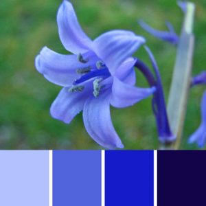 Bluebell Palette c-034 Premo