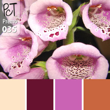 Foxgloves Palette c-035 Premo