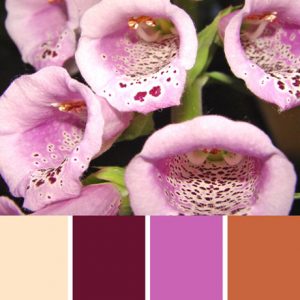Foxgloves Palette c-035 Premo