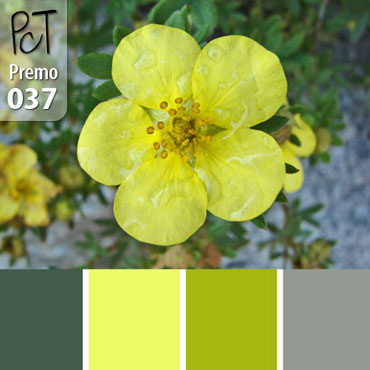 St. John?s Wort Palette c-037 Premo