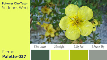 St. John?s Wort Palette c-037 Premo