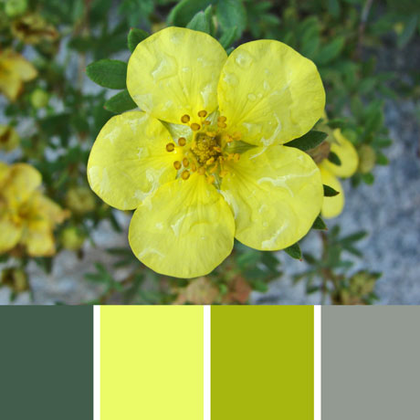 St. John?s Wort Palette c-037 Premo