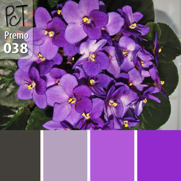 Violet Shimmer Palette c-038 Premo