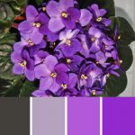 Violet Shimmer Palette c-038 Premo