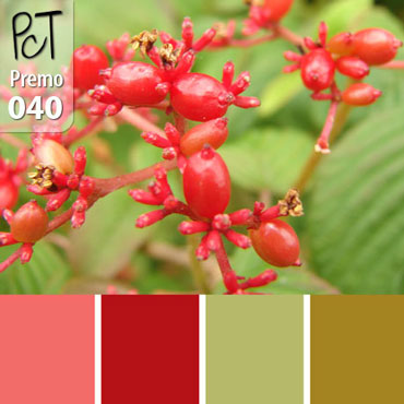 Viburnum Palette c-040 Premo