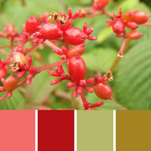 Viburnum Palette c-040 Premo