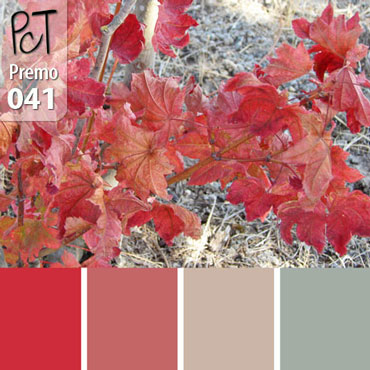 Vine Maple Palette c-041 Premo