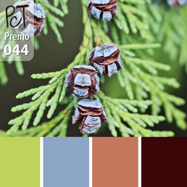 Cedar Cone Palette c-044 Premo