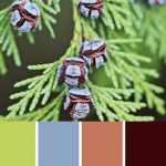 Cedar Cone Palette c-044 Premo