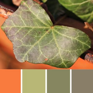 Ivy Leaf Palette c-045 Premo
