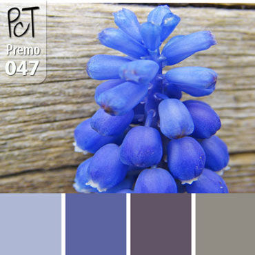 Grape Hyacinth Palette c-047 Premo