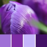 Crocus Palette c-048 Premo