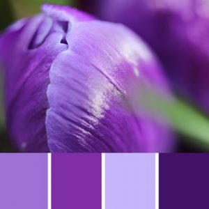 Crocus Palette c-048 Premo