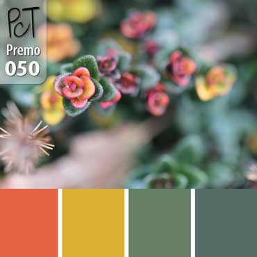 Sedum Stonecrop Palette c-050 Premo