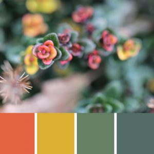 Sedum Stonecrop Palette c-050 Premo