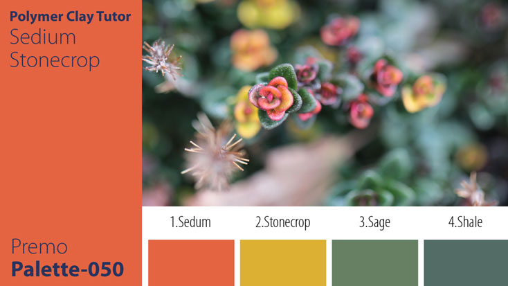 c-050 Sedum Stonecrop Palette Premo Sedum Stonecrop Palette c-050 Premo