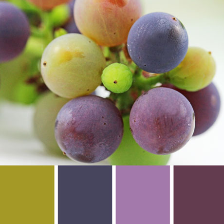 Concord Grape Palette c-054 Premo