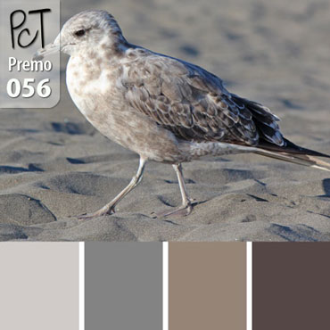 Vega Gull Palette c-056 Premo