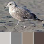 Vega Gull Palette c-056 Premo