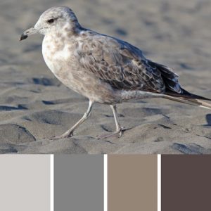 Vega Gull Palette c-056 Premo