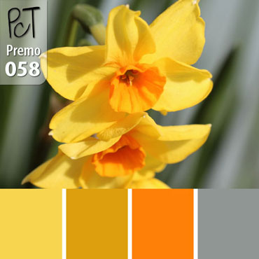 Jonquil Daffodil Palette c-058 Premo