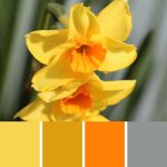Jonquil Daffodil Palette c-058 Premo
