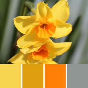 Jonquil Daffodil Palette c-058 Premo