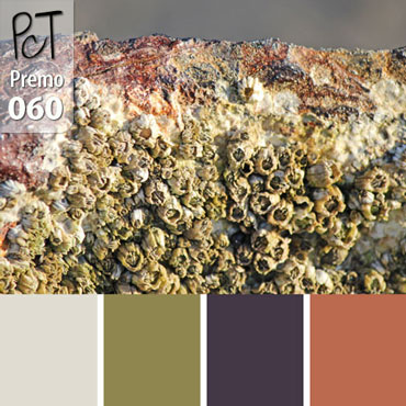 Barnacle Palette c-060 Premo