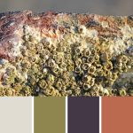 Barnacle Palette c-060 Premo