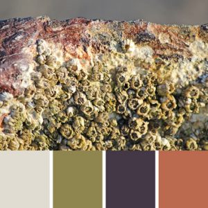 Barnacle Palette c-060 Premo