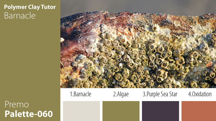 Barnacle Palette c-060 Premo