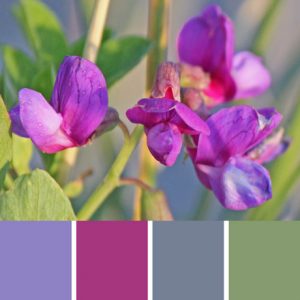 Fetching Vetch Palette c-062 Premo