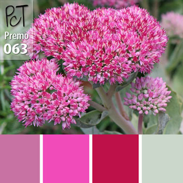 Pink Sedum Palette c-063 Premo