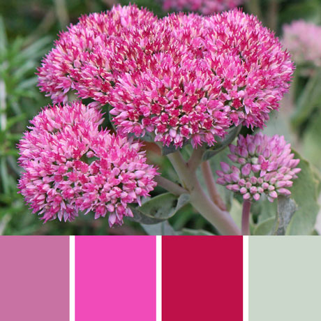 Pink Sedum Palette c-063 Premo