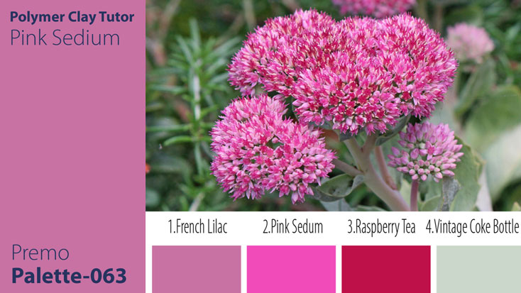 Pink Sedum Palette c-063 Premo