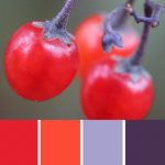 Nightshade Palette c-064 Premo